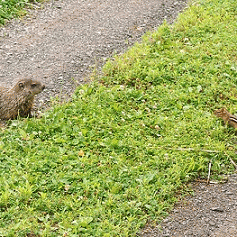 Sloth (USA-2) : Cutie-Pie Face-Off